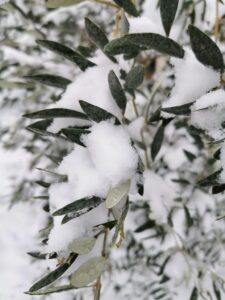 photo d'une branche d'olivier sous la neige